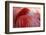 RED-Antje Wenner-Braun-Framed Photographic Print