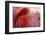 RED-Antje Wenner-Braun-Framed Photographic Print