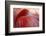 RED-Antje Wenner-Braun-Framed Photographic Print