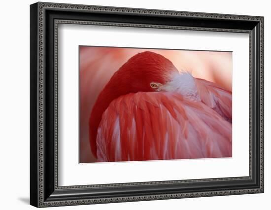 RED-Antje Wenner-Braun-Framed Photographic Print