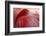 RED-Antje Wenner-Braun-Framed Photographic Print