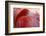 RED-Antje Wenner-Braun-Framed Photographic Print