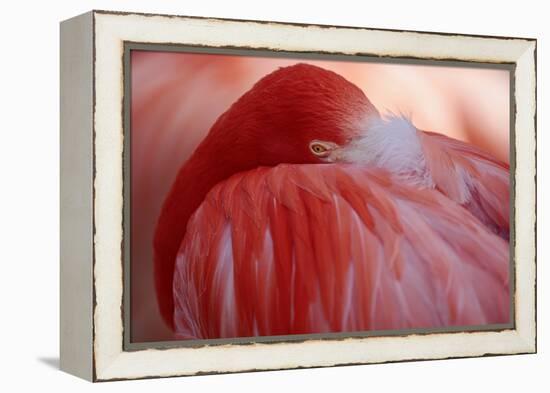 RED-Antje Wenner-Braun-Framed Premier Image Canvas