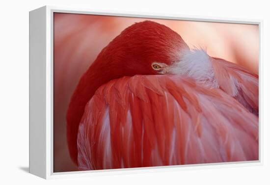 RED-Antje Wenner-Braun-Framed Premier Image Canvas