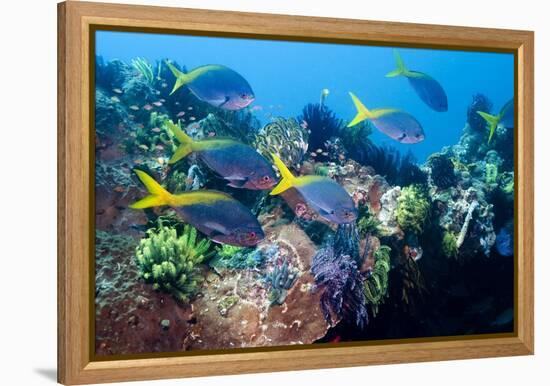 Redbelly Yellowtail Fusiliers-Georgette Douwma-Framed Premier Image Canvas