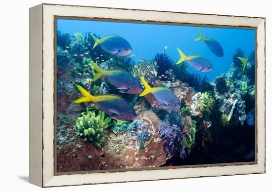 Redbelly Yellowtail Fusiliers-Georgette Douwma-Framed Premier Image Canvas