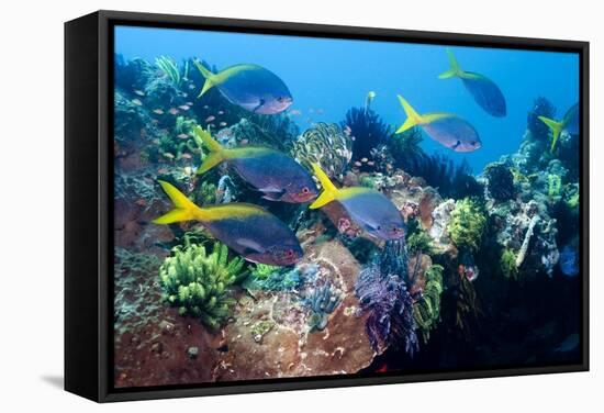 Redbelly Yellowtail Fusiliers-Georgette Douwma-Framed Premier Image Canvas