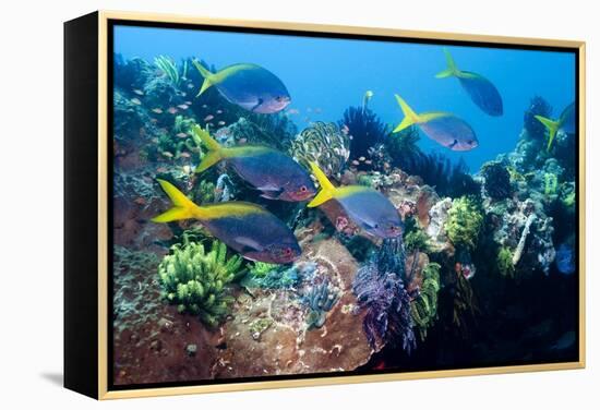 Redbelly Yellowtail Fusiliers-Georgette Douwma-Framed Premier Image Canvas