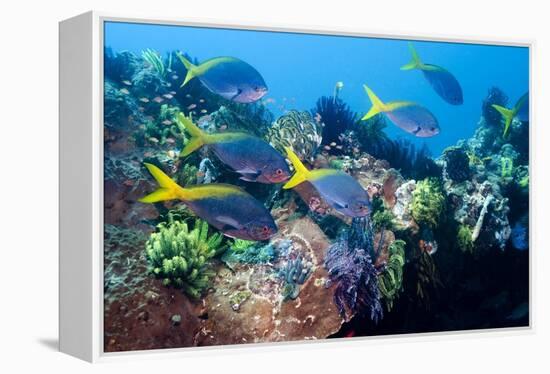 Redbelly Yellowtail Fusiliers-Georgette Douwma-Framed Premier Image Canvas