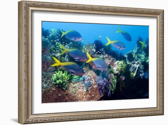 Redbelly Yellowtail Fusiliers-Georgette Douwma-Framed Premium Photographic Print