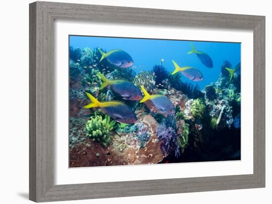 Redbelly Yellowtail Fusiliers-Georgette Douwma-Framed Photographic Print