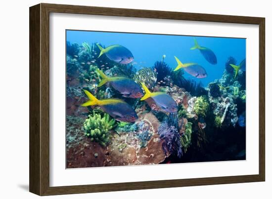 Redbelly Yellowtail Fusiliers-Georgette Douwma-Framed Photographic Print