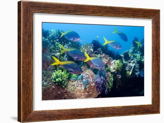 Redbelly Yellowtail Fusiliers-Georgette Douwma-Framed Photographic Print