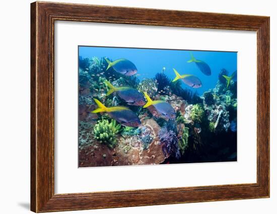 Redbelly Yellowtail Fusiliers-Georgette Douwma-Framed Photographic Print