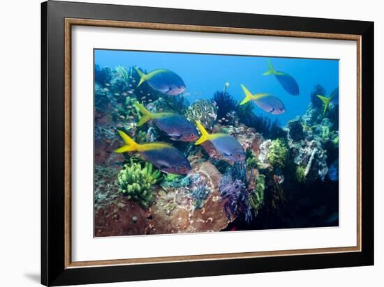 Redbelly Yellowtail Fusiliers-Georgette Douwma-Framed Photographic Print