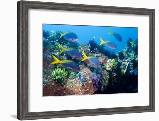 Redbelly Yellowtail Fusiliers-Georgette Douwma-Framed Photographic Print