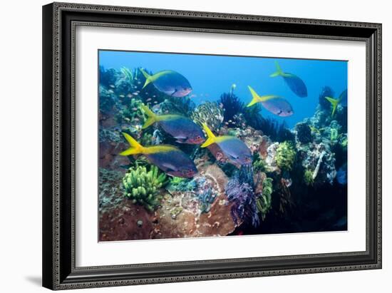 Redbelly Yellowtail Fusiliers-Georgette Douwma-Framed Photographic Print