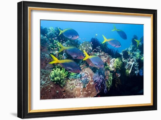 Redbelly Yellowtail Fusiliers-Georgette Douwma-Framed Photographic Print