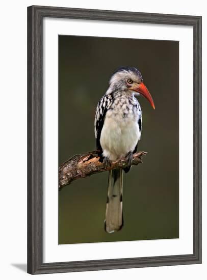 Redbilled Hornbill; Tockus Erythrorhynchus; South Africa-Johan Swanepoel-Framed Photographic Print