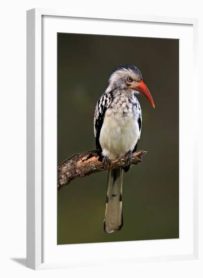 Redbilled Hornbill; Tockus Erythrorhynchus; South Africa-Johan Swanepoel-Framed Photographic Print