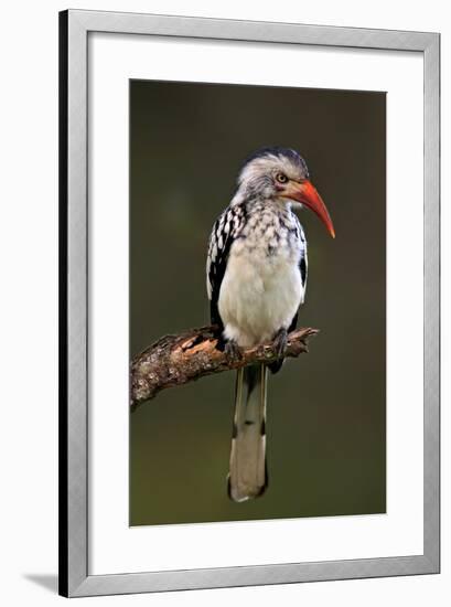 Redbilled Hornbill; Tockus Erythrorhynchus; South Africa-Johan Swanepoel-Framed Photographic Print