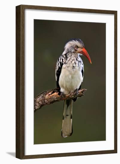 Redbilled Hornbill; Tockus Erythrorhynchus; South Africa-Johan Swanepoel-Framed Photographic Print