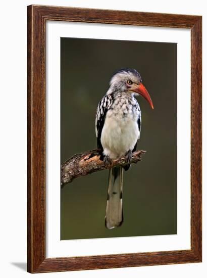 Redbilled Hornbill; Tockus Erythrorhynchus; South Africa-Johan Swanepoel-Framed Photographic Print