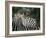 Redbilled Oxpecker on Burchell's Zebra, Kruger National Park, South Africa-Steve & Ann Toon-Framed Photographic Print