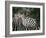 Redbilled Oxpecker on Burchell's Zebra, Kruger National Park, South Africa-Steve & Ann Toon-Framed Photographic Print