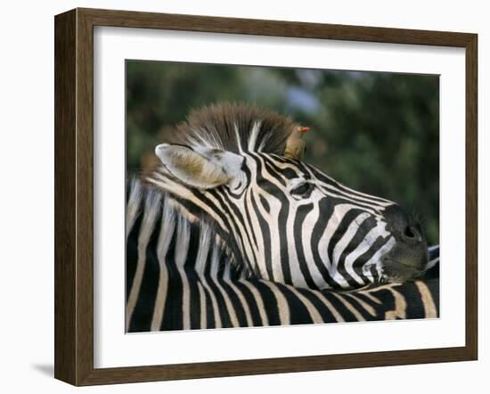 Redbilled Oxpecker on Burchell's Zebra, Kruger National Park, South Africa-Steve & Ann Toon-Framed Photographic Print