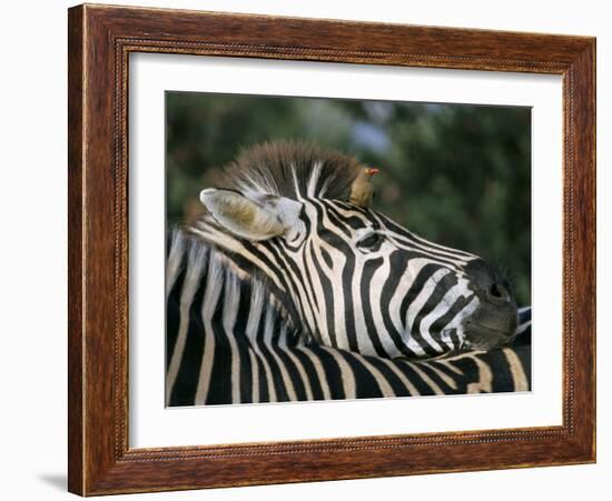 Redbilled Oxpecker on Burchell's Zebra, Kruger National Park, South Africa-Steve & Ann Toon-Framed Photographic Print