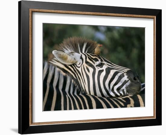 Redbilled Oxpecker on Burchell's Zebra, Kruger National Park, South Africa-Steve & Ann Toon-Framed Photographic Print