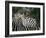 Redbilled Oxpecker on Burchell's Zebra, Kruger National Park, South Africa-Steve & Ann Toon-Framed Photographic Print