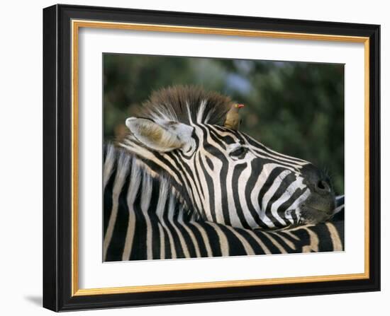 Redbilled Oxpecker on Burchell's Zebra, Kruger National Park, South Africa-Steve & Ann Toon-Framed Photographic Print