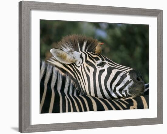 Redbilled Oxpecker on Burchell's Zebra, Kruger National Park, South Africa-Steve & Ann Toon-Framed Photographic Print