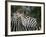 Redbilled Oxpecker on Burchell's Zebra, Kruger National Park, South Africa-Steve & Ann Toon-Framed Photographic Print