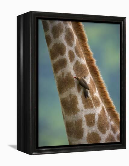 Redbilled Oxpecker, on Giraffe, Kruger National Park, South Africa, Africa-Ann & Steve Toon-Framed Premier Image Canvas