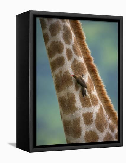 Redbilled Oxpecker, on Giraffe, Kruger National Park, South Africa, Africa-Ann & Steve Toon-Framed Premier Image Canvas