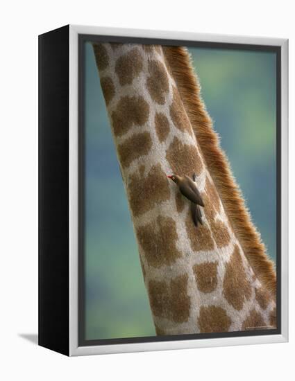 Redbilled Oxpecker, on Giraffe, Kruger National Park, South Africa, Africa-Ann & Steve Toon-Framed Premier Image Canvas