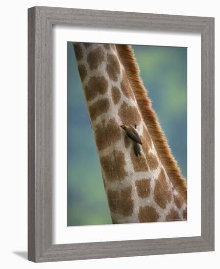 Redbilled Oxpecker, on Giraffe, Kruger National Park, South Africa, Africa-Ann & Steve Toon-Framed Photographic Print