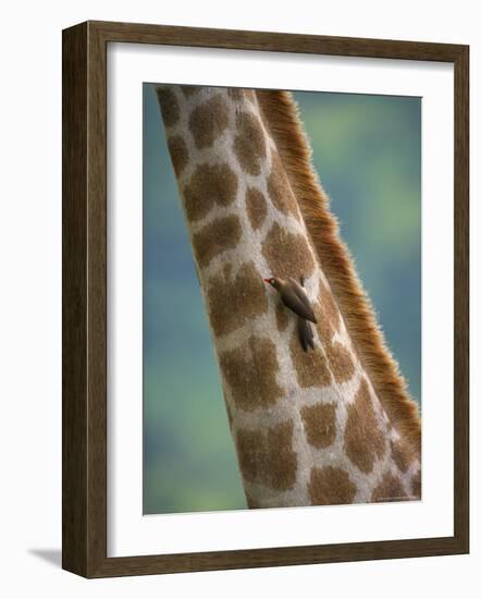 Redbilled Oxpecker, on Giraffe, Kruger National Park, South Africa, Africa-Ann & Steve Toon-Framed Photographic Print