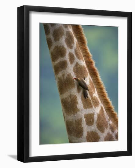 Redbilled Oxpecker, on Giraffe, Kruger National Park, South Africa, Africa-Ann & Steve Toon-Framed Photographic Print