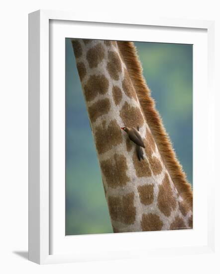 Redbilled Oxpecker, on Giraffe, Kruger National Park, South Africa, Africa-Ann & Steve Toon-Framed Photographic Print