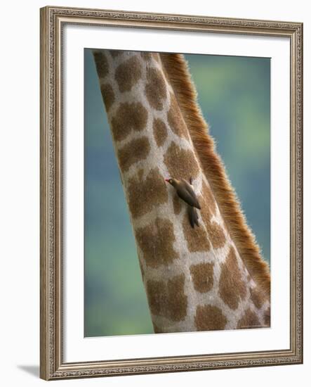 Redbilled Oxpecker, on Giraffe, Kruger National Park, South Africa, Africa-Ann & Steve Toon-Framed Photographic Print