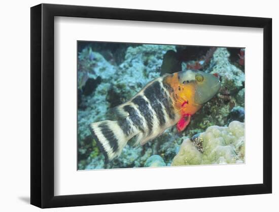 Redbreasted Wrasse-Hal Beral-Framed Photographic Print