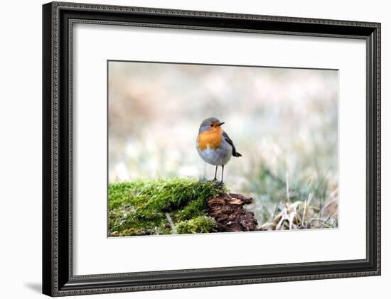 Redbreasts-Reiner Bernhardt-Framed Photographic Print