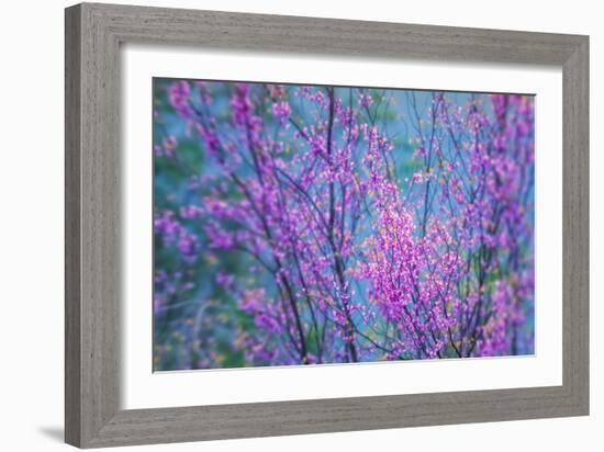 Redbud River Abstract-Vincent James-Framed Photographic Print