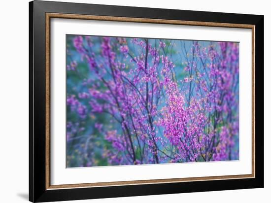 Redbud River Abstract-Vincent James-Framed Photographic Print