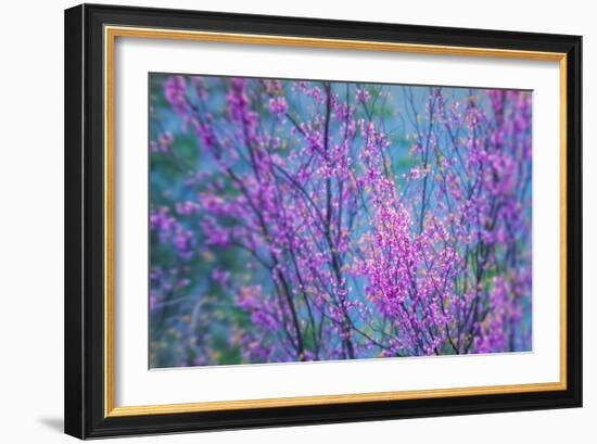 Redbud River Abstract-Vincent James-Framed Photographic Print