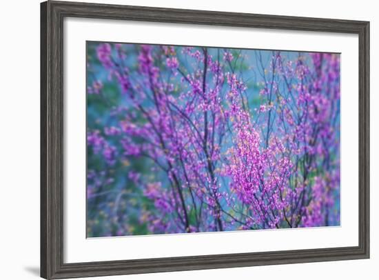 Redbud River Abstract-Vincent James-Framed Photographic Print